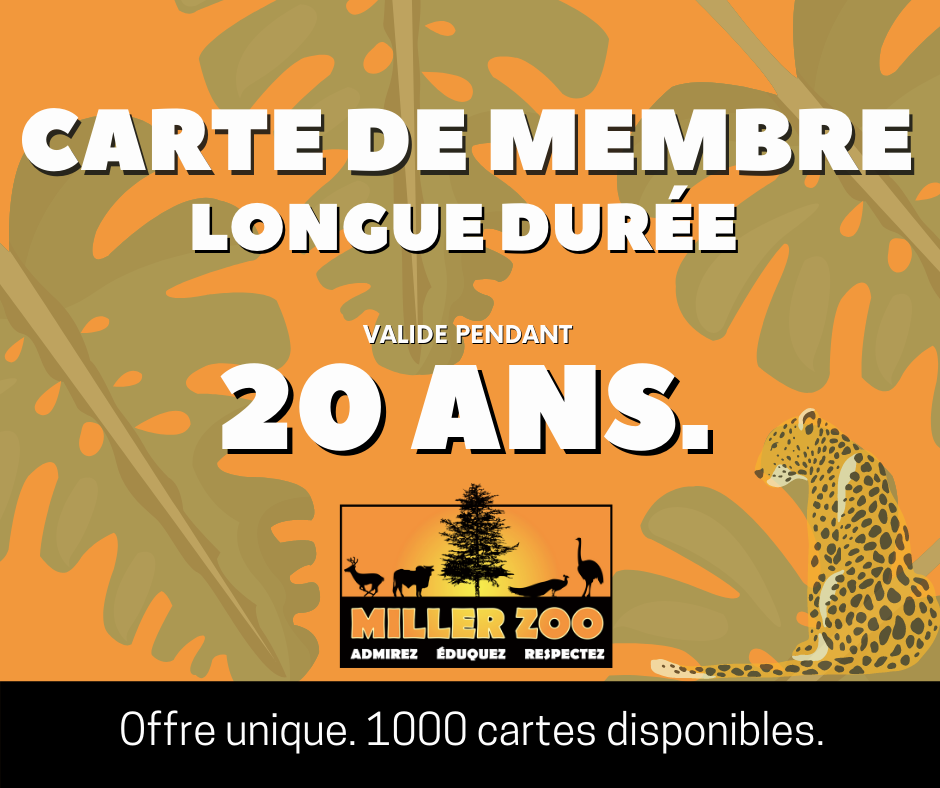 Chaussette Garçon - La Boutique du Miller Zoo